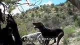 十几条猎犬围住一棵树狂吠，主人朝树上一看，瞬间不淡定了