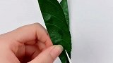 橘子灯火遍了全网，用橘子叶做了圣诞树贴画吧