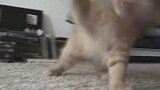 看你这猫咪张牙舞爪的样子，真是可爱，养一只在家好了！