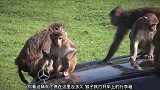 这群猴子像土匪，汽车停在猴子群里，轮胎都帮你拆下来