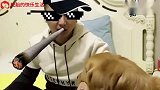 金毛骑车去遛弯，弟弟妹妹紧跟其后，技术堪称老司机