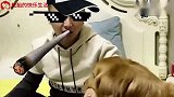 金毛骑车去遛弯，弟弟妹妹紧跟其后，技术堪称老司机