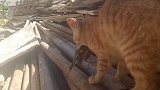 猫：这是我抓的麻雀，才不给你吃！