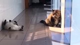 这只猫咪太搞笑了！这个动作我给一百分，小猫咪玩偷袭！太逗了！