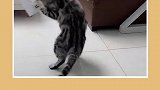 哈哈哈猫快被胶带搞疯了