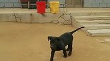 黑狼犬，贴身短毛，全身乌黑，镇宅辟邪