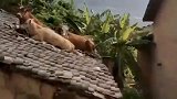 这牛都爬到屋顶上了，第一次见，到底怎么了