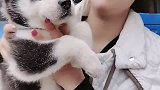 谁家还没个傻狗放开它让我来