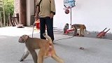 恭喜猴子回答错误，我怎么算是等于