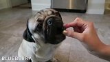巴哥犬什么水果都会吃，试了一下还真是，都吃了