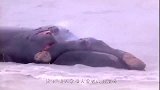 海面漂浮着一具动物尸体，渔民靠船一看惊了，赶紧开船逃离！