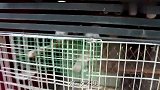 公开祖传新疆椒麻鸡秘方，学会开店