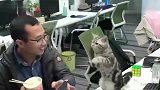 猫：兄弟，给我吃一口，我用铲屎官跟你换呗！