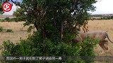 母狮正睡懒觉，雄狮咬了它的臀部，不料被降狮十八掌伺候！