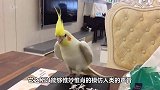 墙头飞来两只小鸟，鹦鹉看到后，接下来的举动简直笑翻众人