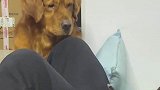 养孩子和养宠物不冲突