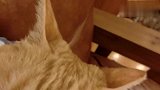 主人下班回来，橘猫抱住主人手臂不撒手，主人不用做饭吃了