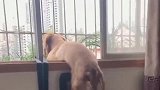 狗子在家憋坏了，渴望外面的世界，真是太搞笑了