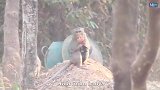 猴群偷吃水果，旺财发现居然于动无踪。主人亏惨了