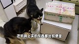 两只狗一只猫，猜猜一个月开销得多少钱