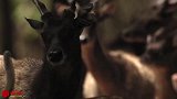 天生最毒捕猎高手，科莫多巨蜥不靠速度力量就能轻松捕到猎物