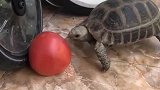 乌龟：我就不信，我还吃不了西红柿了！