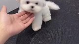 无敌的小可爱比熊