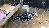 猫：这个窝不错，可以用来拉屎！