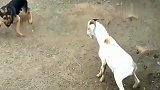 狗子和山羊对视了一会，下一秒山羊就发起挑衅，看狗子怎么收拾它