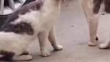 两只猫咪在大街上骂架