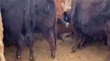 主人还以为小牛死了，凑近一看发现躺着在吃饭