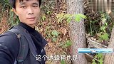 放个诱蜂箱蜜蜂直接爆箱，巢门口竟然又住上一群蜂，看懂原因了吗