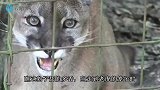 哈士奇钻进冰箱死活不出来：本宝宝是雪橇犬，就该生活在这里
