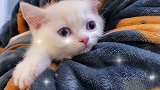 买了只猫回家 没想到...黄桃不是猫 绿茶猫 绿茶 开箱 小奶猫 萌宠出道计划