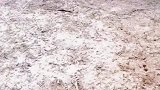 一时没看清是豹子还是老虎