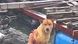 中华田园犬：最近有点烦有点烦，接受下大雨的洗礼！