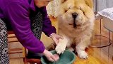 爱干净的奶奶给狗子洗脚