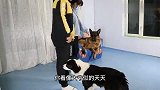 铲屎官和媳妇吵架，边牧两头为难转头就走，德牧收拾残局化解危机