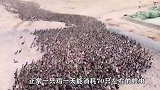 “灭蝗”大军出击，10000只鸭子进入稻田，把蝗虫杀个片甲不留！