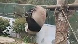 功夫熊猫不是浪得虚名的