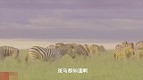 挣扎求生-惊人的斑马试图摆脱狮子狩猎，斑马的蹄子真的很厉害！