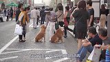 日本女厕的隐藏按钮，中国游客都不好意思按，到底干啥用的？