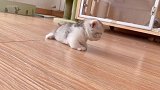 矮脚小奶猫学走路啦，看这蠢萌的样子