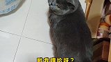 玻璃肠胃的猫咪要精养