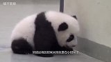5只熊猫宝宝滚地撒娇求抱抱，奶妈忙得心力憔悴，团子却要争宠