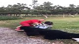 这大猩猩太皮了，把小伙逼上树，把美女吓得把自己锁后备箱里