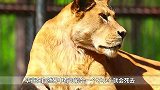 雄狮活吃年老犀牛，犀牛没办法反抗，镜头拍下残忍一幕！