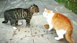 美国橘猫：太怂了，都不敢跟狸花猫干一架