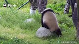 除了奶妈，还有谁能拒绝国宝的猛烈“求爱”攻势？反正我是不行了