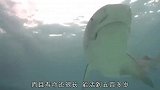 有着睡鲨之称的格陵兰鲨鱼，长相不可恭维，居然能活这么久
